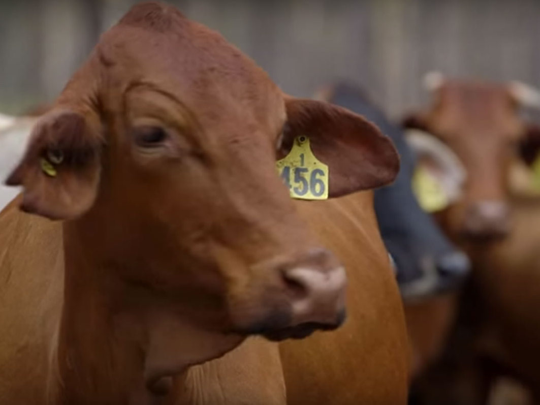 At JCU's Digital Homestead, e-tags monitor cattle's health and behaviour: now a SproutX pre-accelerator program participant has developed a wireless ear tag that takes cattle's temperature, alerting farmers to early signs of illness or stress.