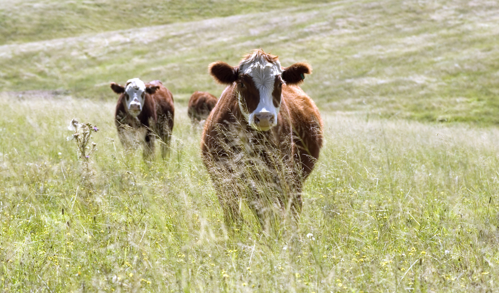 Hereford cattle grazing in a New South Wales paddock.Carl Davies, CSIRO