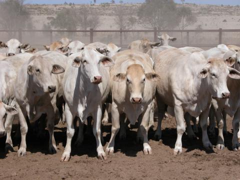 Livestock_BeefCattle_GoonooFeedlotCattle1_CSIRO_Original.jpg
