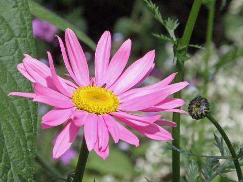 Pyrethrum crop_The flowers and shoots discarded when the insecticidal component of the crop has been extracted can be used as a soil conditioner_Amanda Slater, Flickr CC_CROP.jpg