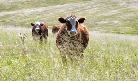 Hereford cattle grazing in a New South Wales paddock.Carl Davies, CSIRO