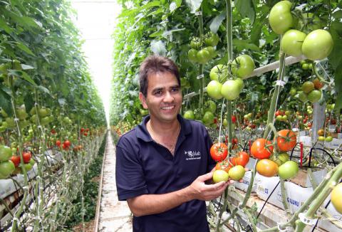 CostasBlushTomatoes_Senior Grower Keshav Timalsena_CROP.jpg