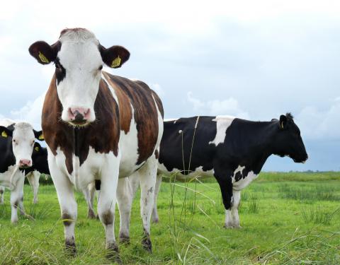 Dairy and Energy_Holstein cows2_Chittick farm in NSW's Kangaroo Valley runs Holstein dairy cattle_WSPA International, Flickr CC_LARGE.jpg