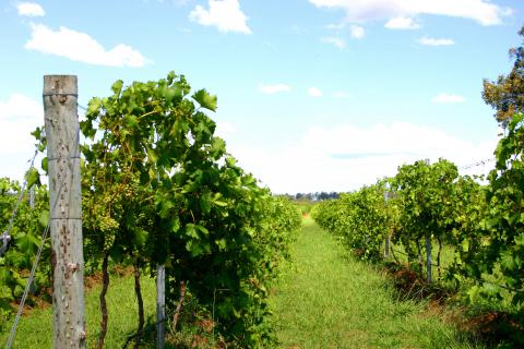 Tamburlaine_Hunter Vineyard rows_TamburlaineOrganicWinery_CROP.jpg