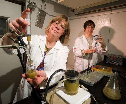 In the US, ARS technicians Christine Odt (left) and Kim Darling test potential materials for use as feedstocks for biofuels production.