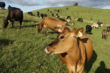 Happy cows on an organic dairy farm, New Zealand: their milk, and other organic products, will now have better access to Chinese markets thanks to the recent agreement.