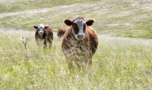 Hereford cattle grazing in a New South Wales paddock.Carl Davies, CSIRO