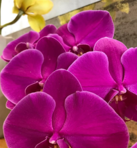 Blooms